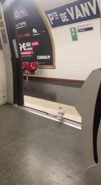 Birds got places to be