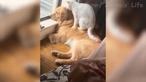 Funniest 😻 Cats and 🐶 Dogs - Try Not To Laugh 🤣 - Funny Pet Animals' Life (1)