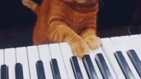 Cute Cat Gif! 🥰💗🐈