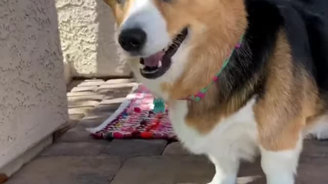 Dogs destroy vacuum cleaner Hammy and Olivia