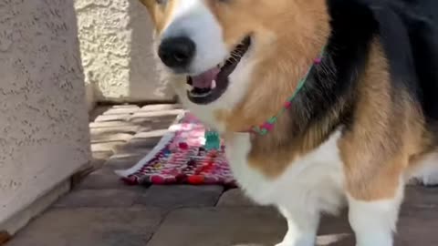 Dogs destroy vacuum cleaner Hammy and Olivia