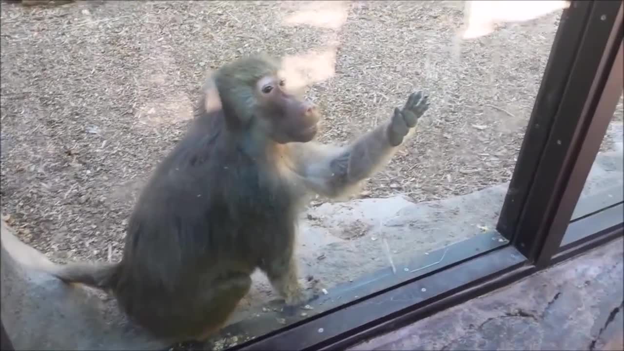 Monkeys react to magic