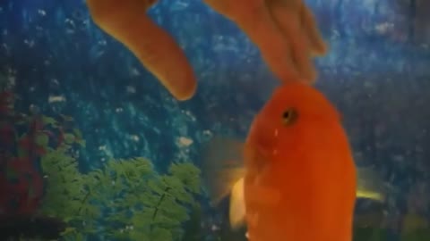 Fish loves to get pet