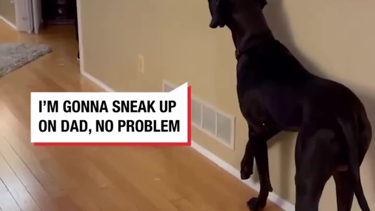 'My dog thinks he's invisible when he's stalking...'