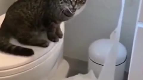 Funny Cat and Dog Fail 😼🤣