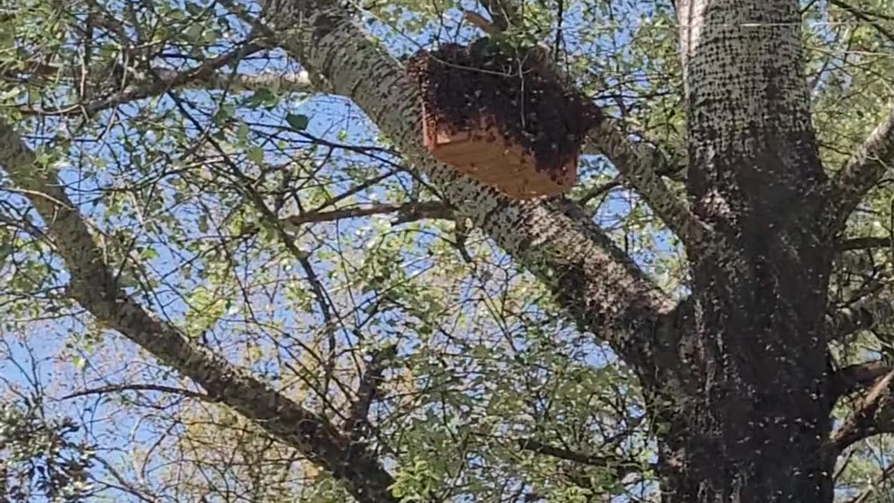 Large swarm of bees