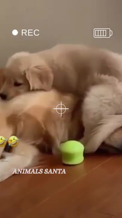 Puppy finds a good place to sit