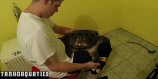 Alligator Snapping Turtle Viciously Turns On Owner