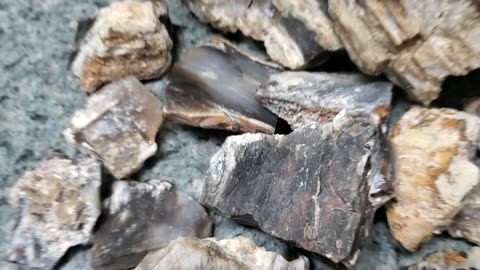 Petrified Wood I've found out in the Mojave desert