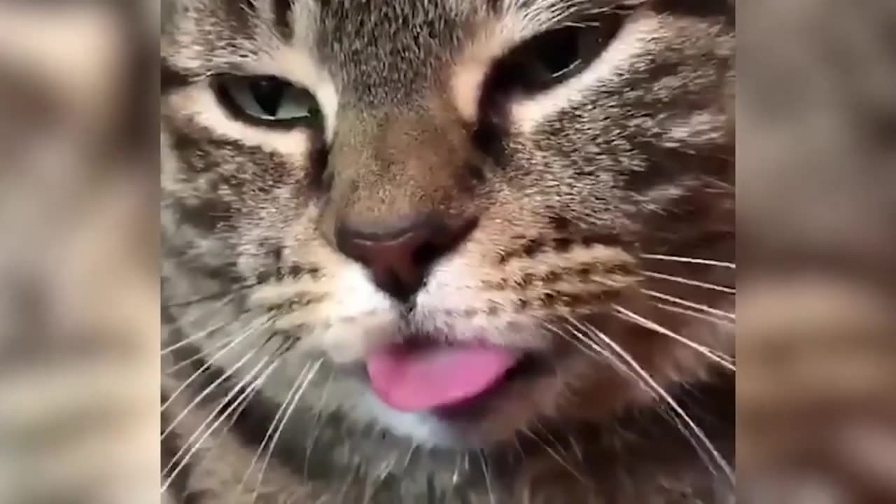 Funny animals complition 2024