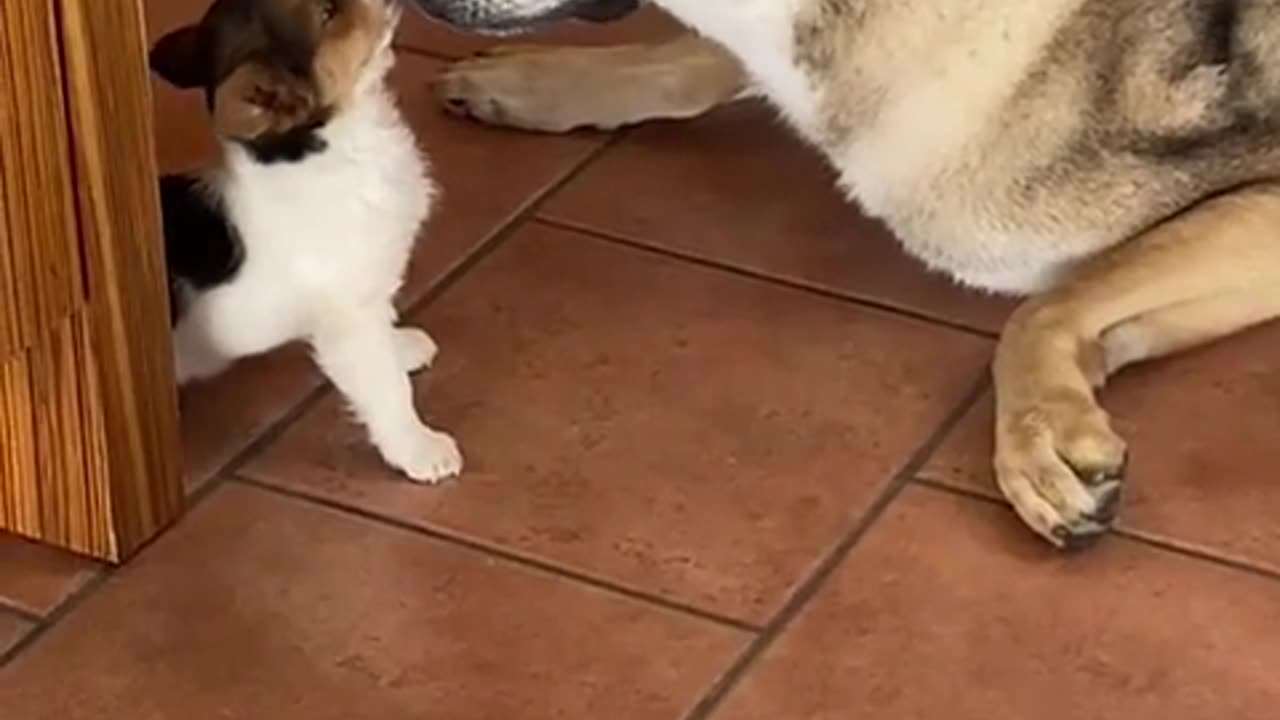 Tiny Dog Grooms Its Bigger Buddy