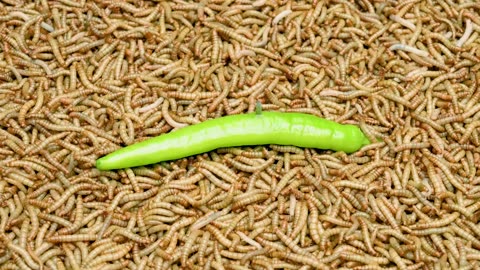 Timelapse 50 000 mealworms vs A Green pepper