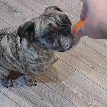 Carrot or No Carrot?