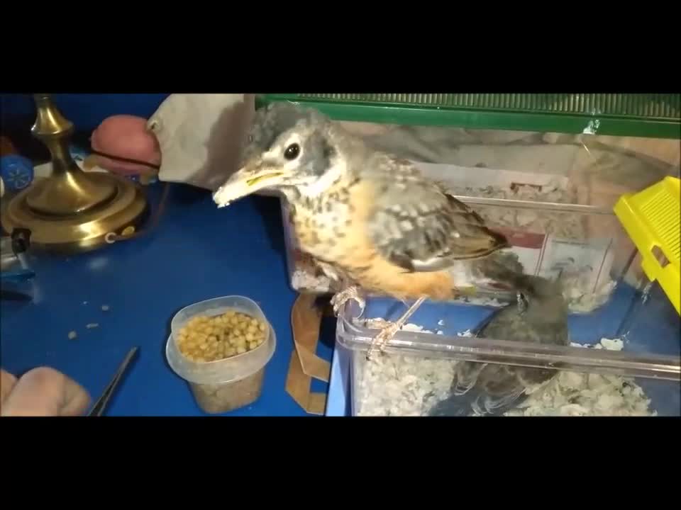 Bobin the Baby Robin Shares Her Food - Feeds the Baby Mockingbird 😊