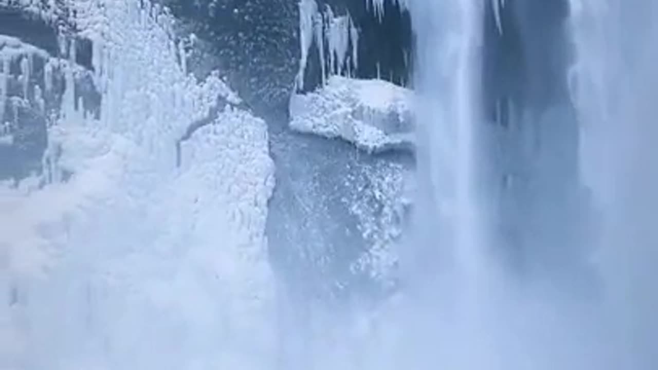 White Stallions In Iceland