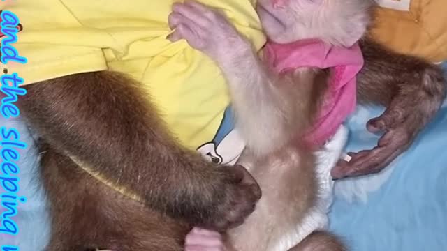 monkey wake up time eat breakfast#shortvideo