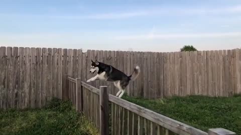 Jump over the fence easily