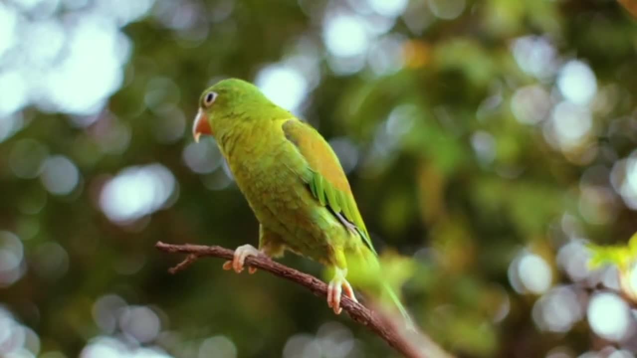 2 Hours of Budgies Singing Playing and Talking - Play For Your Budgie!