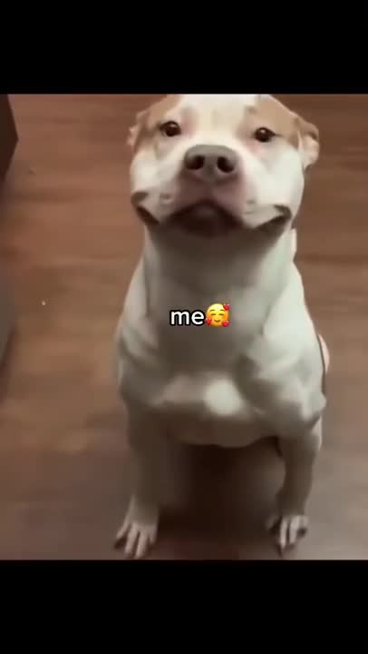 SOO CUTE - Cute Dog and their bone!