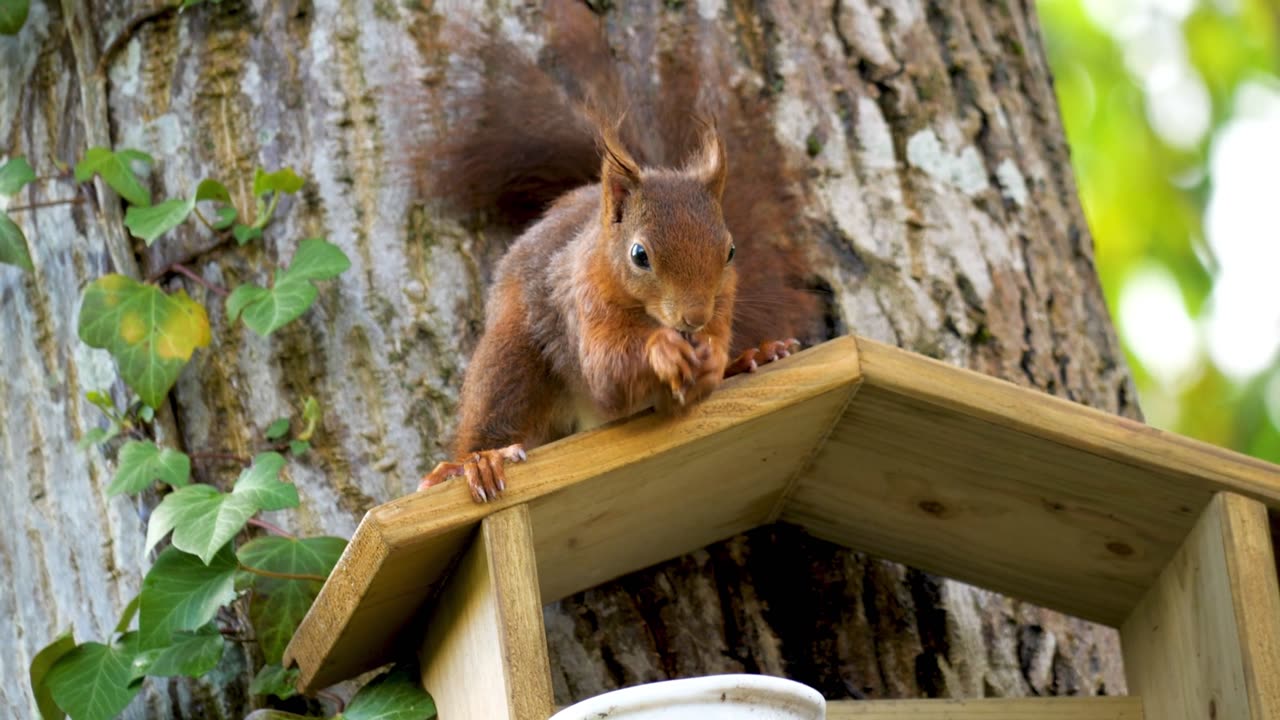 The seed feast of a meticulous squirrel