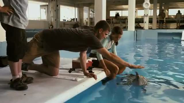 Dolphin Tale - Trailer_Cut