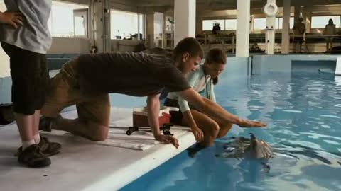 Dolphin Tale - Trailer_Cut