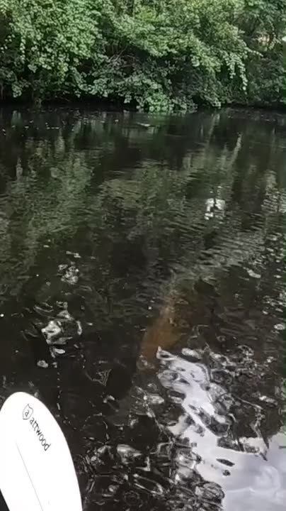 Jax, Florida: Giant Bull Redfish Swimming Under My Kayak