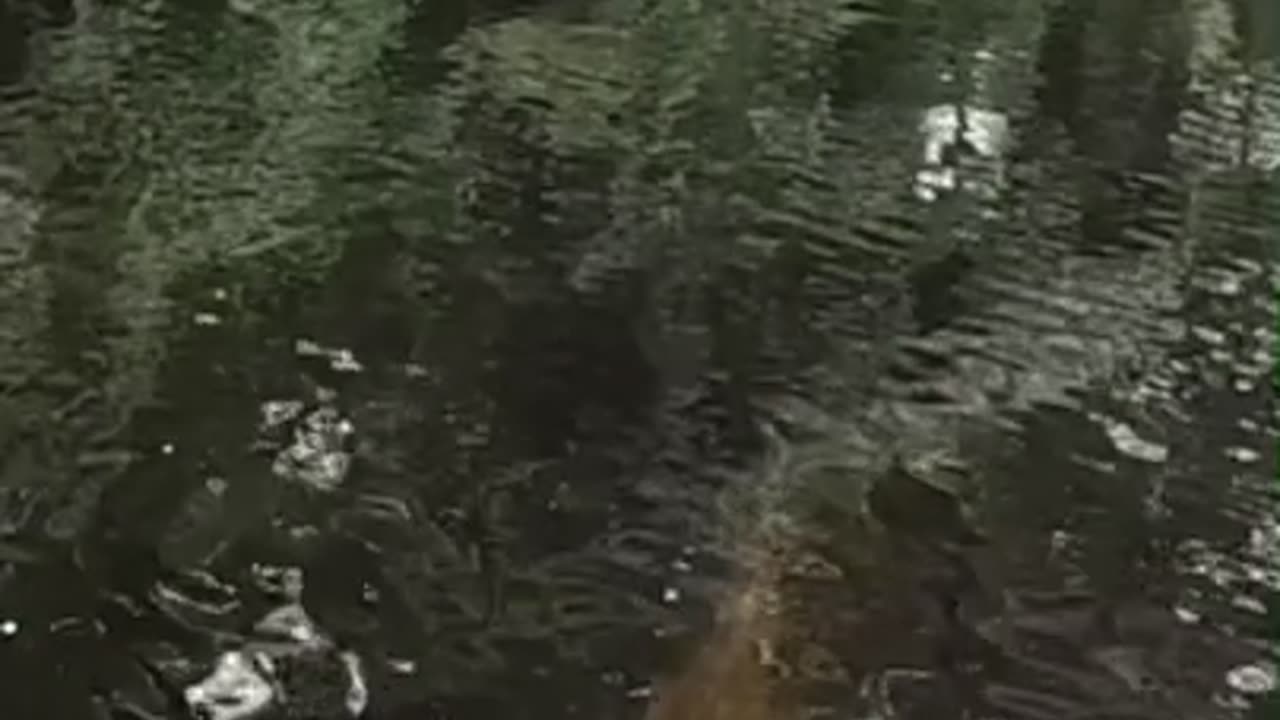 Jax, Florida: Giant Bull Redfish Swimming Under My Kayak