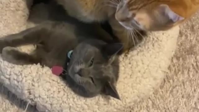Jealous Cat Sits On Top Of His Cat Friend To Kick Him Out Of His Bed