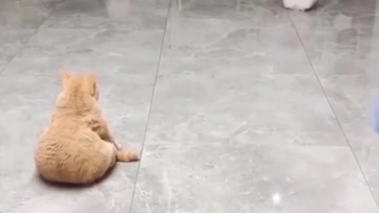 Funny video