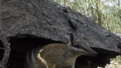 Numbat 🐿 One Of The Rarest Animals In The Wild #shorts