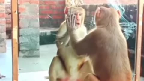 Monkey vs Mirror Comedy