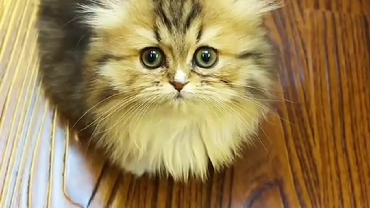 Cat beautifull