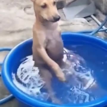 Dog taking bath