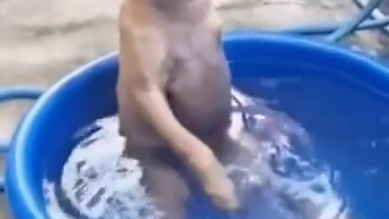 Dog taking bath