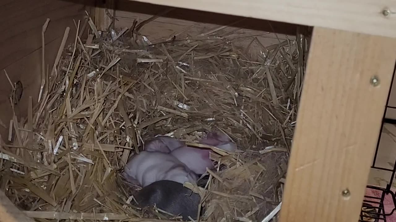 BABY BUNNIES ARE GETTING THEIR FUR