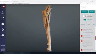 Equine forelimb elbow down (veins arteries nerves) - 3D Veterinary Anatomy & Learning IVALA®