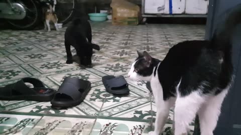 My Cute Pets Cat and Puppy Dog Funny Moment _ Viral Cat