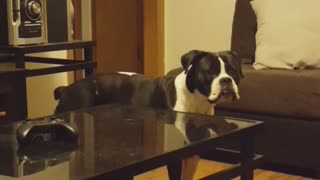 Defiant Doggy Turns Movie Off on Purpose