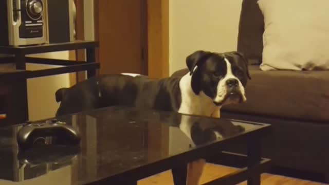 Defiant Doggy Turns Movie Off on Purpose