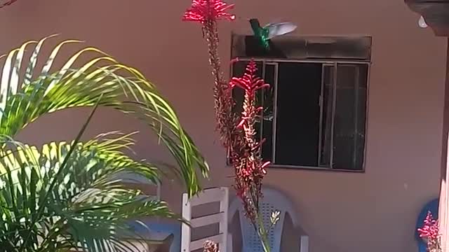 Hummingbird flying in the garden