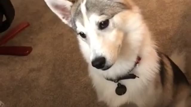 Puppy reacts to sounds dogs react tootoo!