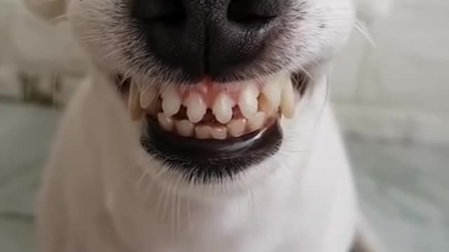 FUNNY DOG CAN SMILE 😂 😂😂