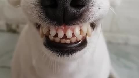 FUNNY DOG CAN SMILE 😂 😂😂