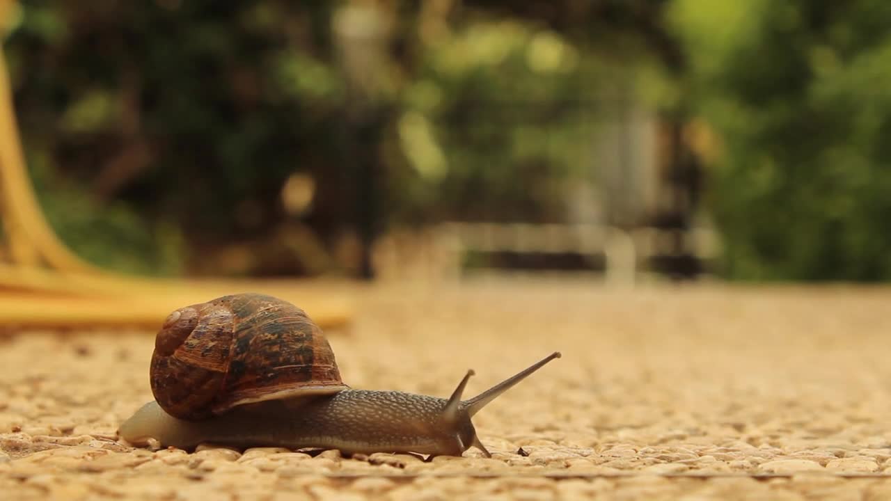Snail Slow Crossing