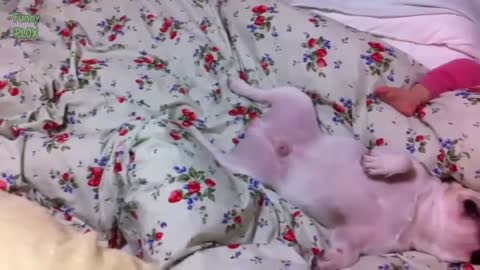 Babies and Animals Sleeping Together Compilation