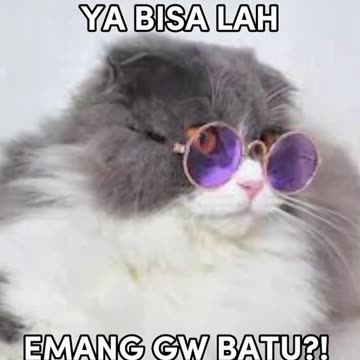 Various Cat Photo Styles