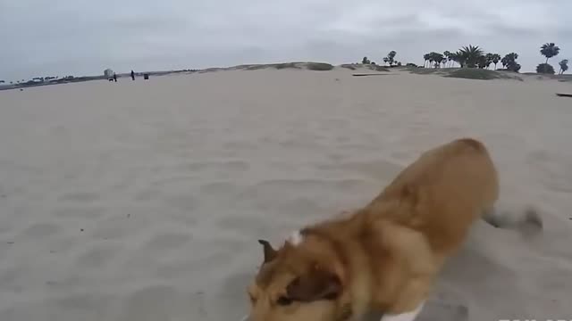Dog almost accomplishes his goal