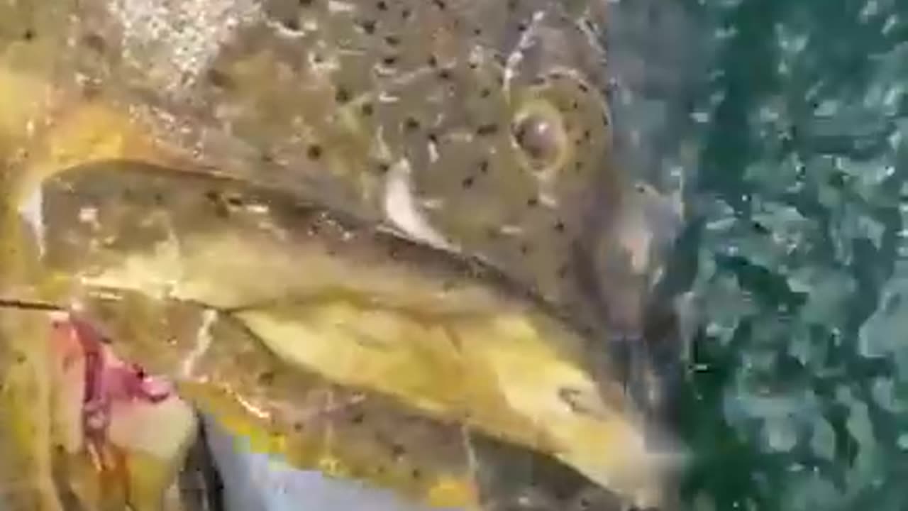 This is why I don't swim in the sea.