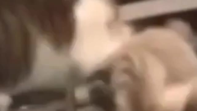 Catfunnyvideo#🐱🐱🎉🔥🔥😎